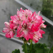 Stjärnpelargon, kruka - Pelargonium Pamela Vaughan