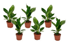 Papegojblomma - Set om 6 - Strelitzia reginea - Höjd 25-40cm - ⌀9cm