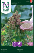 Quinoa 'Vikinga' frö