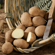 Sättpotatis 7 Four 7 Årets Potatis 2024! (Storlek: 3kg)