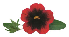 Småpetunia, Million Bells, Stickling 3-pack - Calibrachoa Superbells ™ Pomegranate Punch