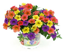 Småpetunia, Stickling, Million Bells Trixi ® Early Jelly 2-pack