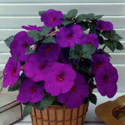 Femöring Achimenes Pulcherrima 10st - Achimenes Pulcherrima