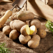 Sättpotatis Octa - Årets Potatis 2022! (Storlek: 3kg)