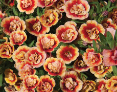 Småpetunia, Million Bells, Stickling 3-pack - Calibrachoa MiniFamous ® Neo Double Orangetastic