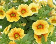 Småpetunia, Million Bells, Stickling 3-pack - Calibrachoa MiniFamous ® Uno Yellow Red Eye