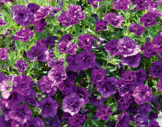 Småpetunia, Million Bells, Stickling 3-pack - Calibrachoa MiniFamous ® Uno Double Blue