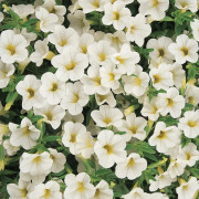 Småpetunia, Million Bells, Stickling 3-pack - Calibrachoa Cabaret ® Early White Compact