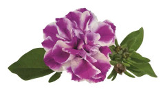 Petunia, Stickling 3-pack - Petunia x hybrida Amarena Twist