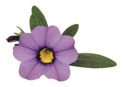 Småpetunia, Million Bells, Stickling 3-pack - Calibrachoa Superbells ™ Unique Lavender