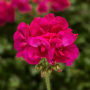 Pelargon, Stickling 3-pack - Pelargonium x hortorum Calliope ® Deep Rose