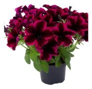 Petunia, Stickling 3-pack - Petunia x hybrida GO!Tunia ® Cosmic Purple