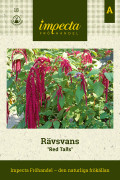 Rävsvans Red Tails - Amaranthus caudatus Red Tails