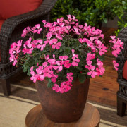 Pelargon, Stickling 3-pack - Pelargonium x hortorum Caliente Pink