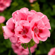 Pelargon, Stickling 3-pack - Pelargonium x hortorum Calliope ® Pink Splash