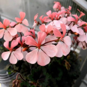 Dvärgpelargon, kruka - Pelargonium x hortorum Steffens Blackie