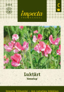 Luktärt America - Lathyrus odoratus America