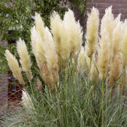 Pampasgräs - Cortaderia selloana Pumila (Krukstorlek: 0,5-1L)