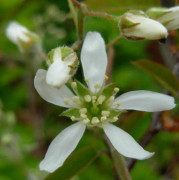 Bärhäggmispel / Saskatoon - Amelanchier alnifolia Smoky (Storlek: 30-40 C2)