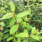 Blåbärstry - Lonicera caerulea var. kamtschatica Aurora (Storlek: 40-50 C3)