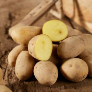Sättpotatis Annabelle (Storlek: 1kg)