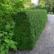 Vinterliguster 10-pack - Ligustrum vul.v.italicum 'Liga' (Storlek: 50-80 barrot)