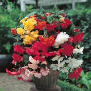 Hängbegonia Pendula Mix 3st - Begonia x tuberhybr.