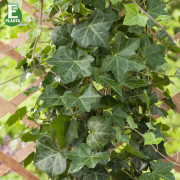 Murgröna - Hedera helix Huldra ® E (Eskil) (Storlek: C2)