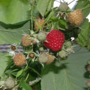 Hösthallon - Rubus idaeus Primeberry ® Autumn First ® (Storlek: C2)
