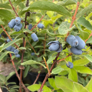 Blåbärstry / Honungsbär - Lonicera caerulea var. kamtschatica Borealis ® (Myberry Sweet) (Storlek: busk C3,5)