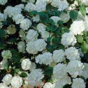 Burkwoodolvon - Viburnum x burkwoodii (Storlek: busk C2)