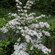Japanolvon - Viburnum plicatum f. tomentosum Pink Beauty (Storlek: 40-50 C4)