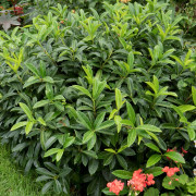Lagerhägg - Prunus laurocerasus Mount Vernon (Storlek: 25-30 co)