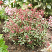 Japansk Buskrosling - Pieris japonica Polar Passion ® (Storlek: 20-25 C2)