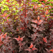 Smällspirea - Physocarpus opulifolius Little Angel (Storlek: busk C3,5)