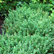 Buxbomsberberis