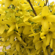 Hybridforsythia - Forsythia x intermedia Week-End ® (Courtalyn) (Storlek: 30-40 C2,8)