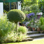 Buxbom Stam Klot - Buxus sempervirens (Storlek: 90 stam C7,5)
