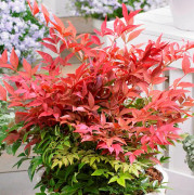 Himmelsbambuträ/Nandina - Nandina domestica Obsessed ® (Seika) (Storlek: 25-30 C2)