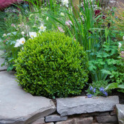 Buxbom Klot - Buxus microphylla Faulkner (Storlek: 30 C5)