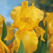 Perennplantor
