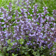Kantnepeta / Kattmynta - Nepeta faassenii Purrsian Blue ® (Krukstorlek: 0,5-1L)
