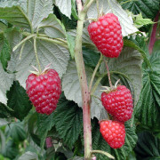 Hösthallon - Rubus idaeus Balsgård Elektra ® E (Storlek: C2)