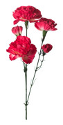 Elegansnejlika Mörkrosa 65cm