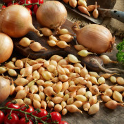 Sättlök Gul Corrado - Allium cepa (Storlek: 250g)