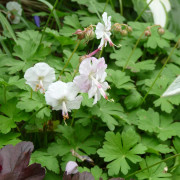 Liten Flocknäva - Geranium x cantabrigiense St Ola (Krukstorlek: 0,5-1L)