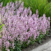 Stäppsalvia - Salvia nemorosa Feathers Flamingo ® (Krukstorlek: 0,5-1L)