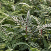 Regnbågsbräken - Athyrium niponicum Red Beauty (Krukstorlek: 2L)