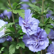Frilandshibiskus - Hibiscus syriacus Blue Chiffon ® (Storlek: busk C3,4)