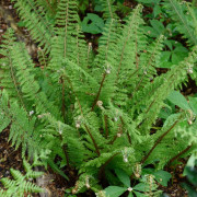 Spetsbräken - Polystichum setiferum Herrenhausen (Krukstorlek: 2L)